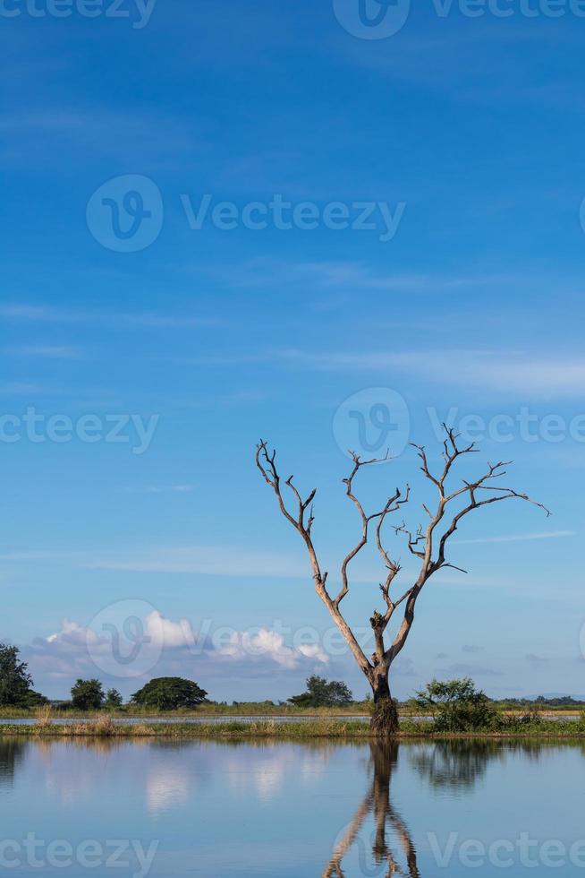 reflejo del agua del árbol seco contra el cielo. foto