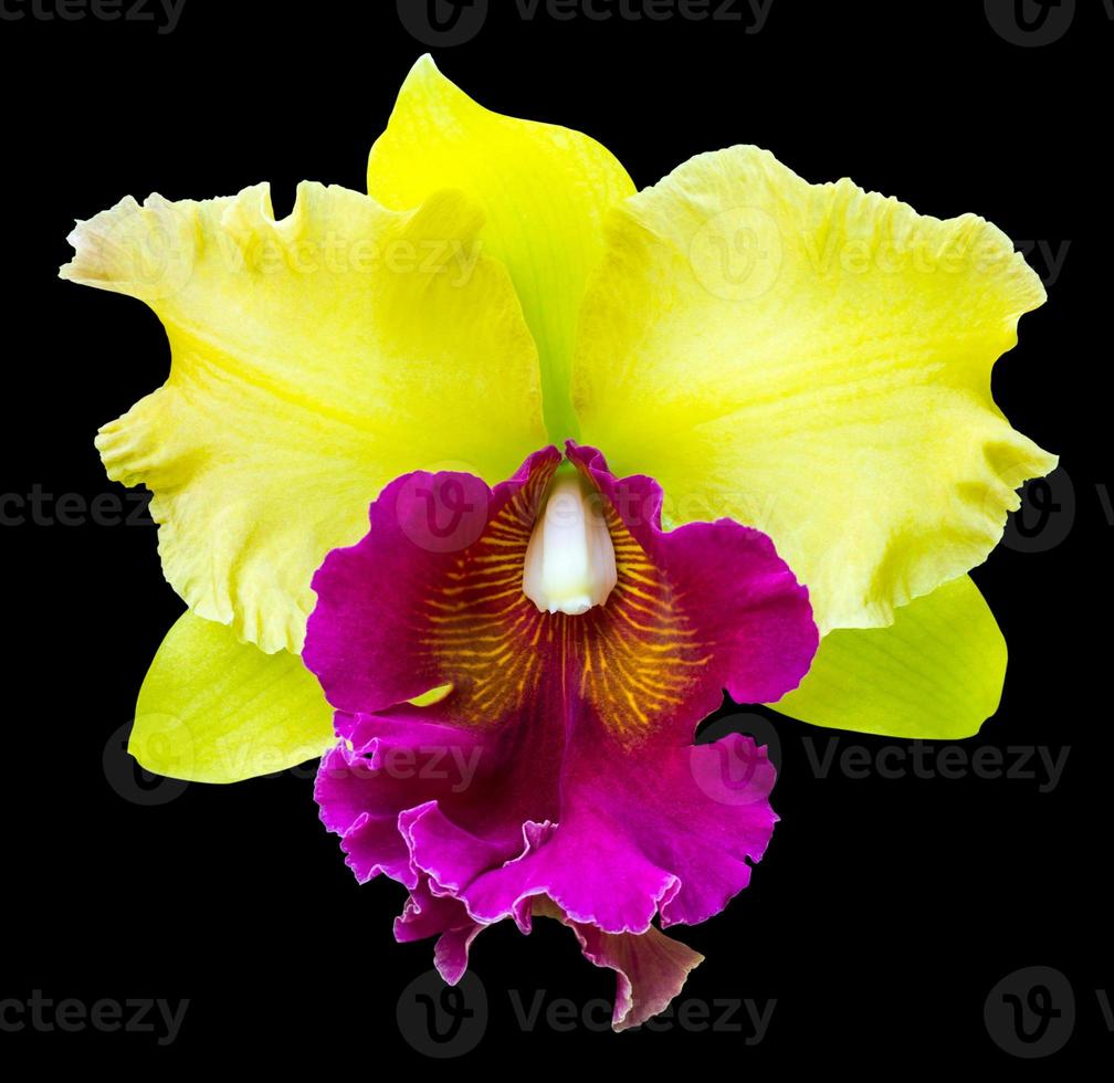 Orquídea Cattleya morada y amarilla. 7519881 Foto de stock en Vecteezy