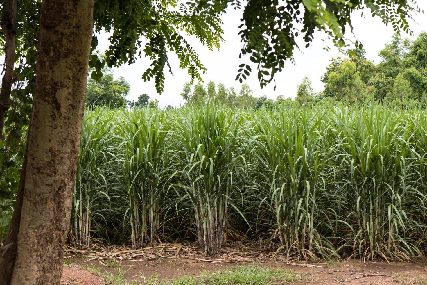Sugarcane planting trees. photo