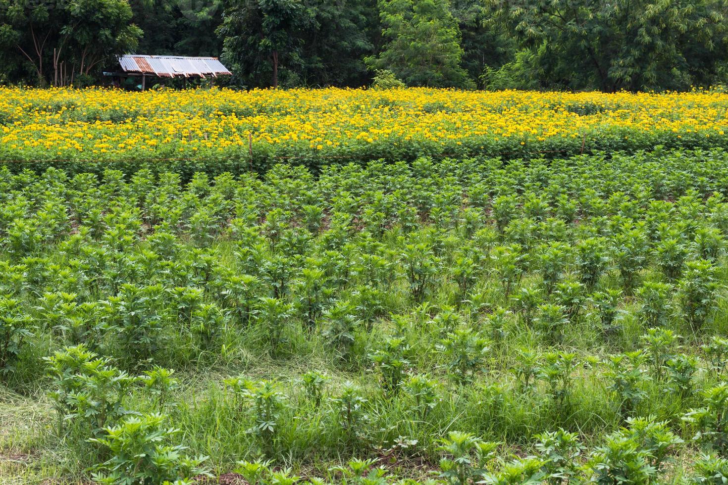 Garden marigold seedlings. photo