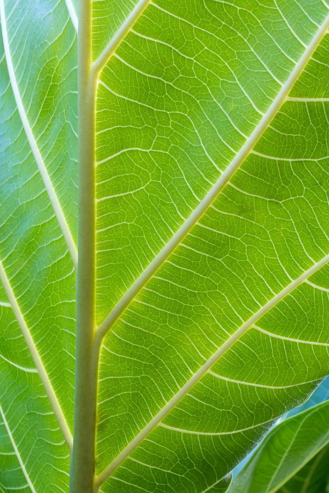 Breadfruit leaf background detail beautiful. photo