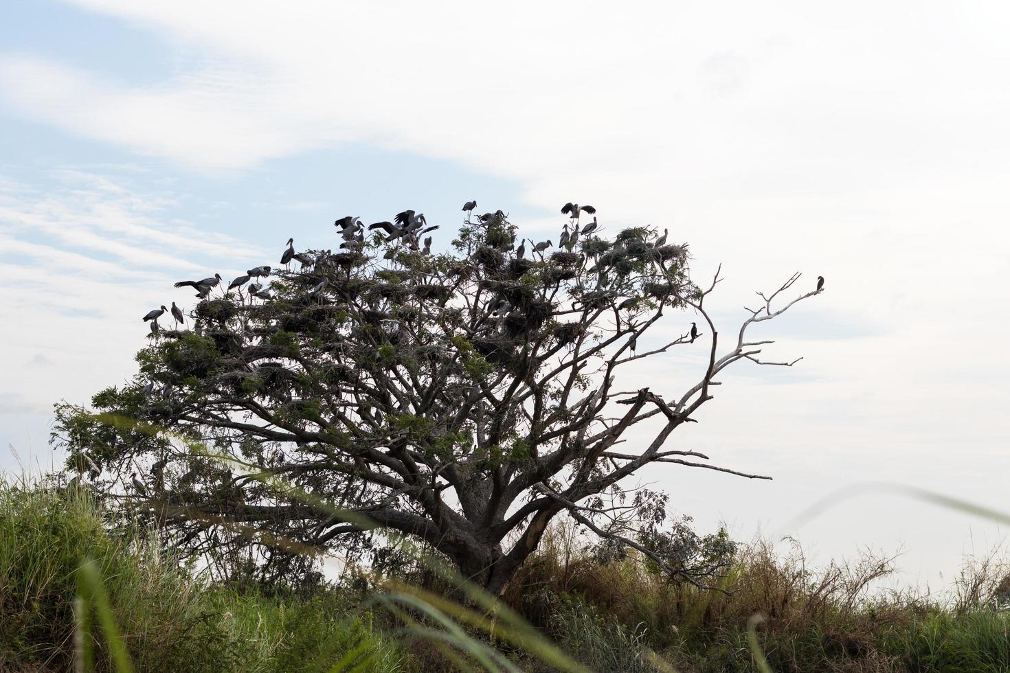 Openbill birds and branches. photo