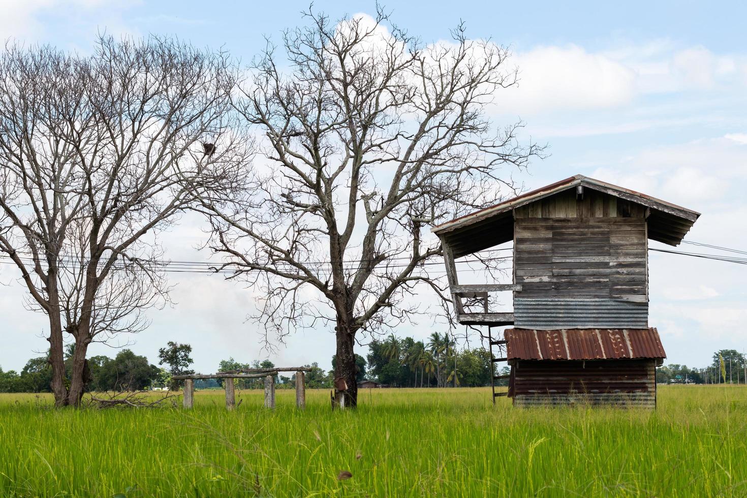 antigua casa de madera con árbol muerto. foto