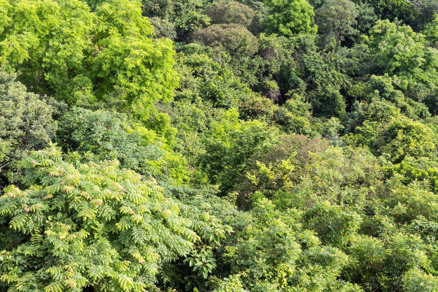 vista desde arriba, hojas, árboles. foto