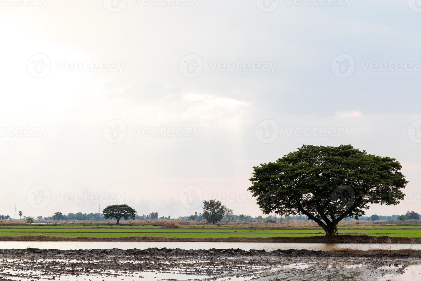Large trees on the field to prepare the soil. photo
