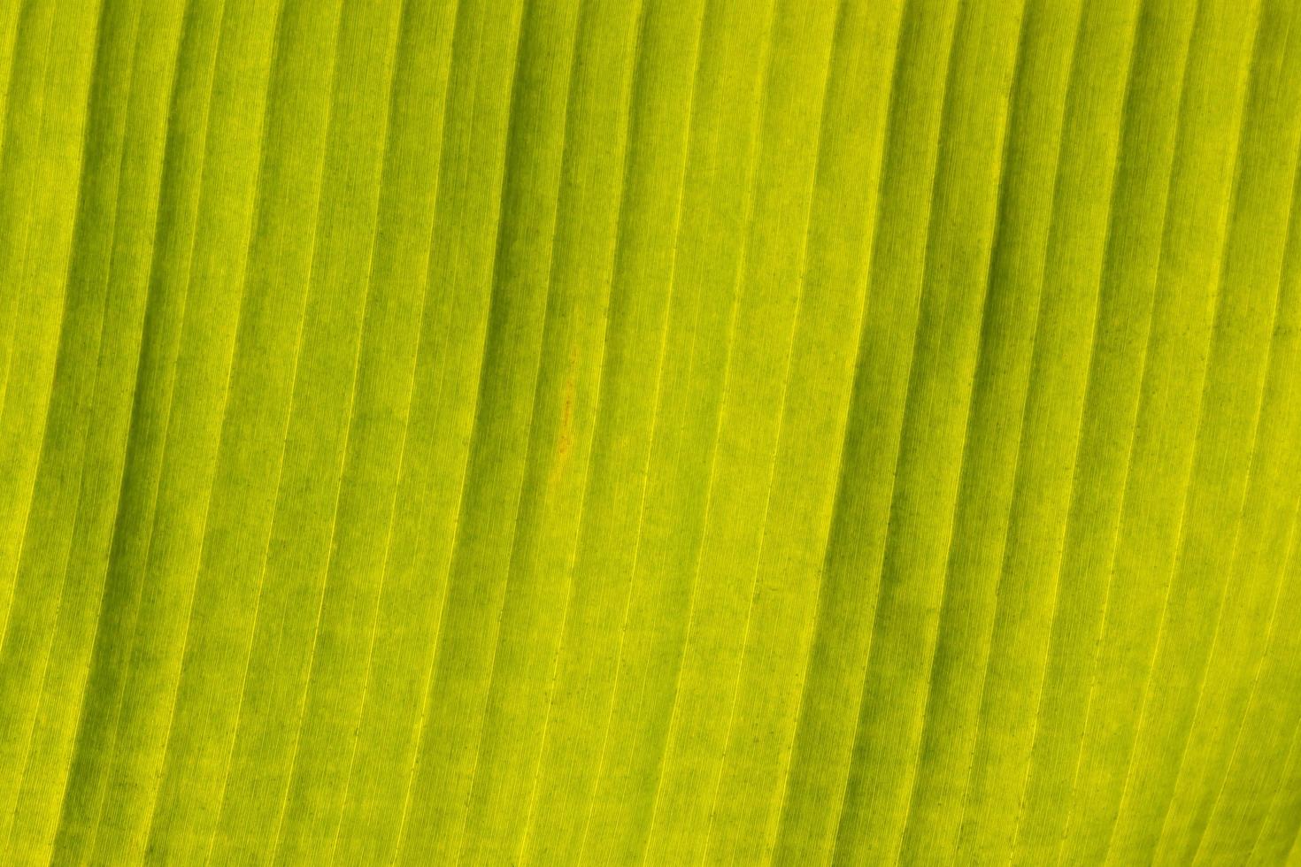 detalles de fondo hojas de plátano verde fresco. foto