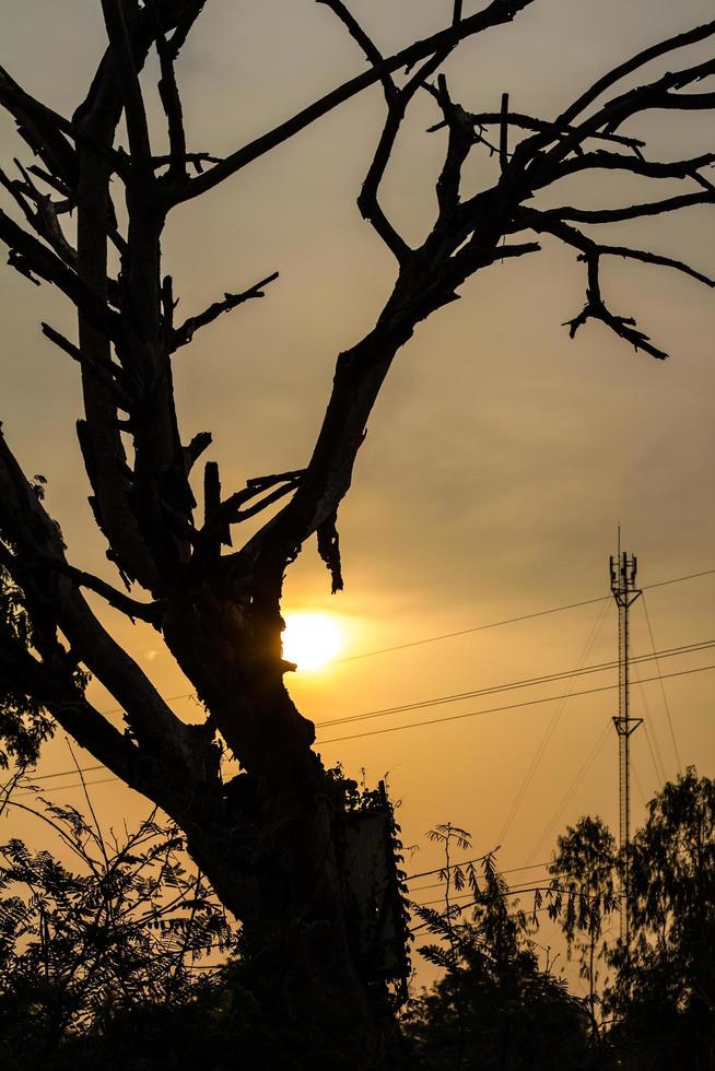 Silhouette dry tree sunlight. photo