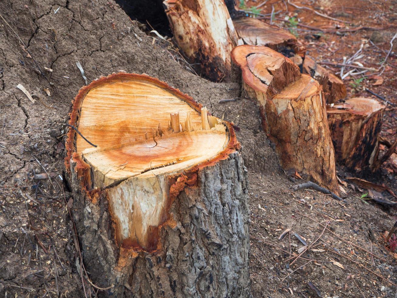 Stumps left from deforestation. photo