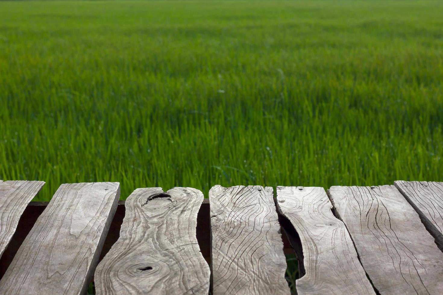 viejos campos de arroz verde de tablones. foto