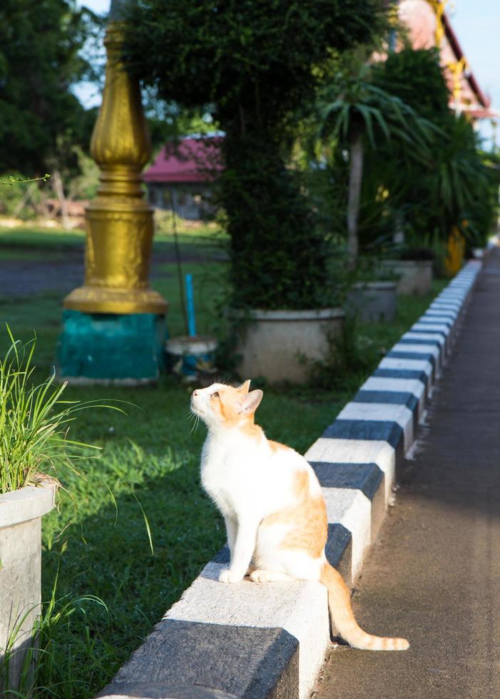 Yellow and white cat sitting on the road. photo