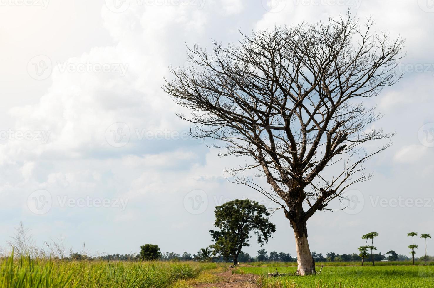 Leafless trees in rice fields. photo