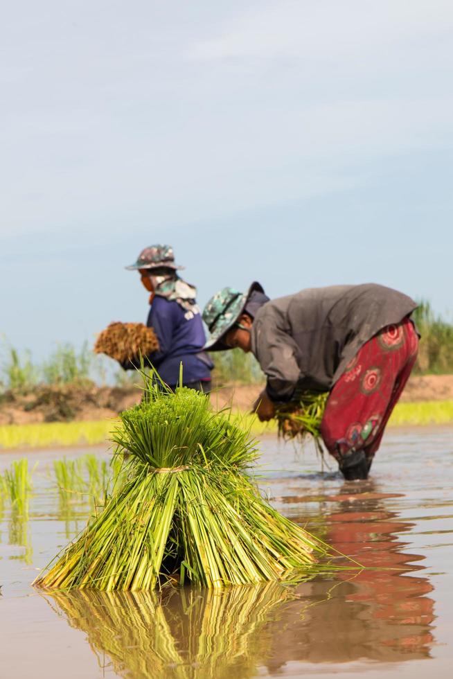 trasplante de plántulas de arroz. foto