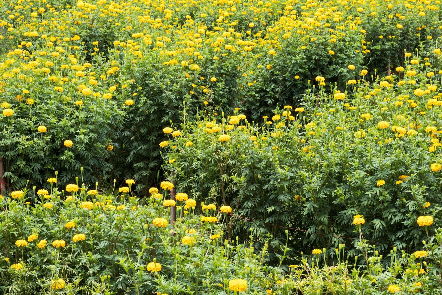 Many yellow marigolds. photo