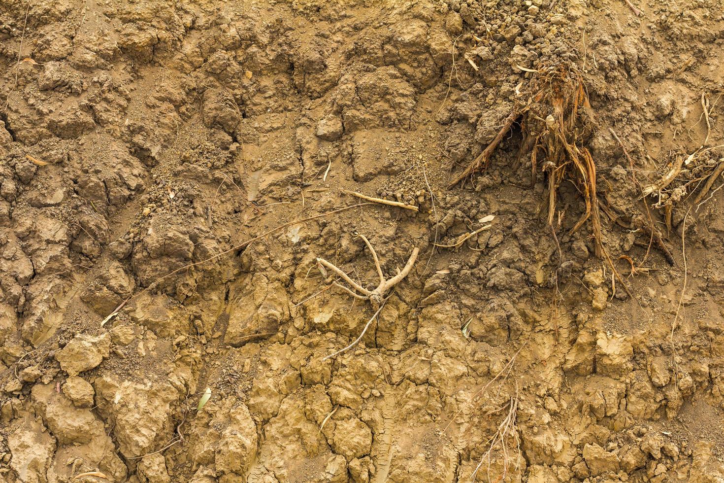 Dig the soil barren. photo