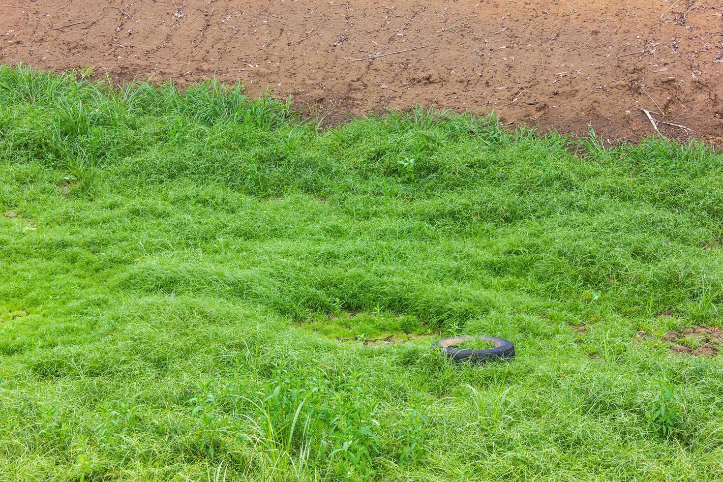 Grass grows on old tires. photo