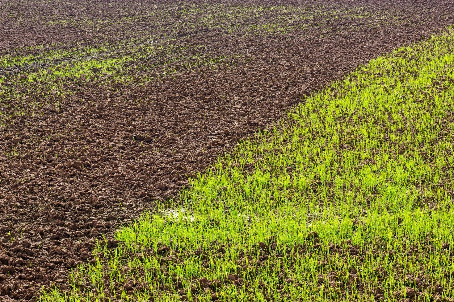 Seedlings with soil preparation. photo