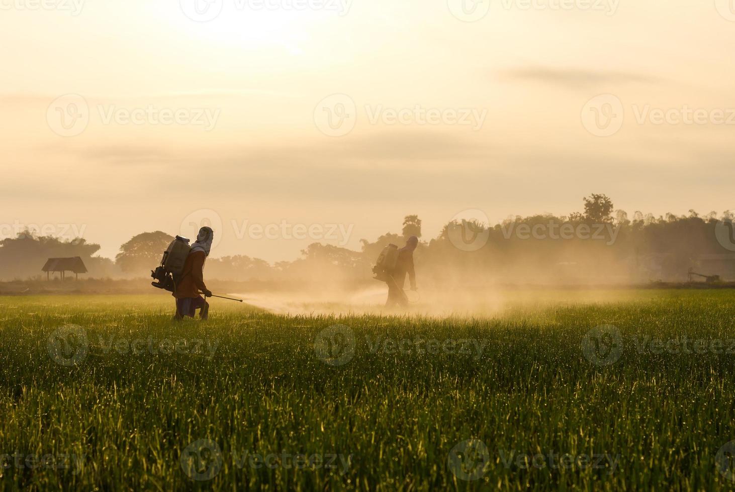 Rice farmers spraying. photo