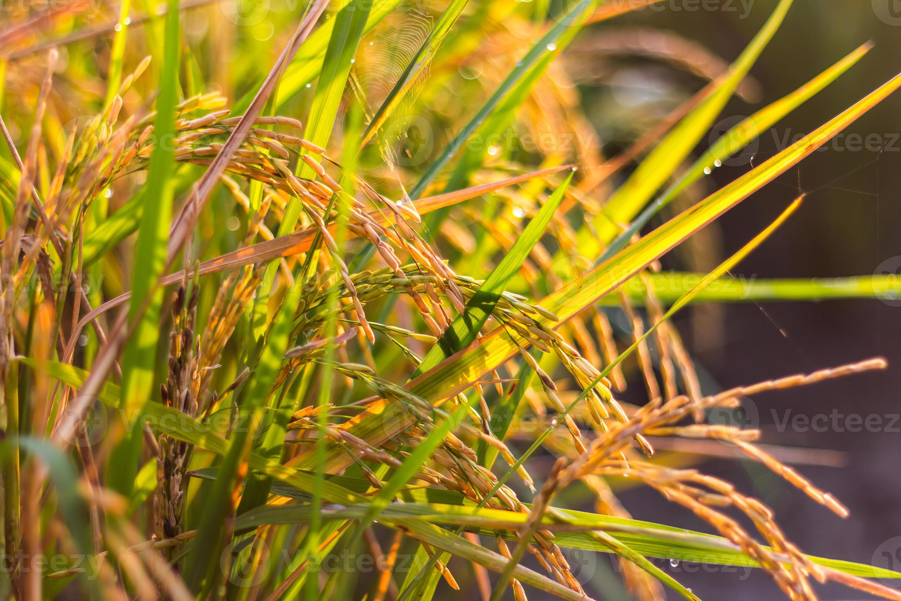 Closegrain rice yellow light. 7520282 Stock Photo at Vecteezy