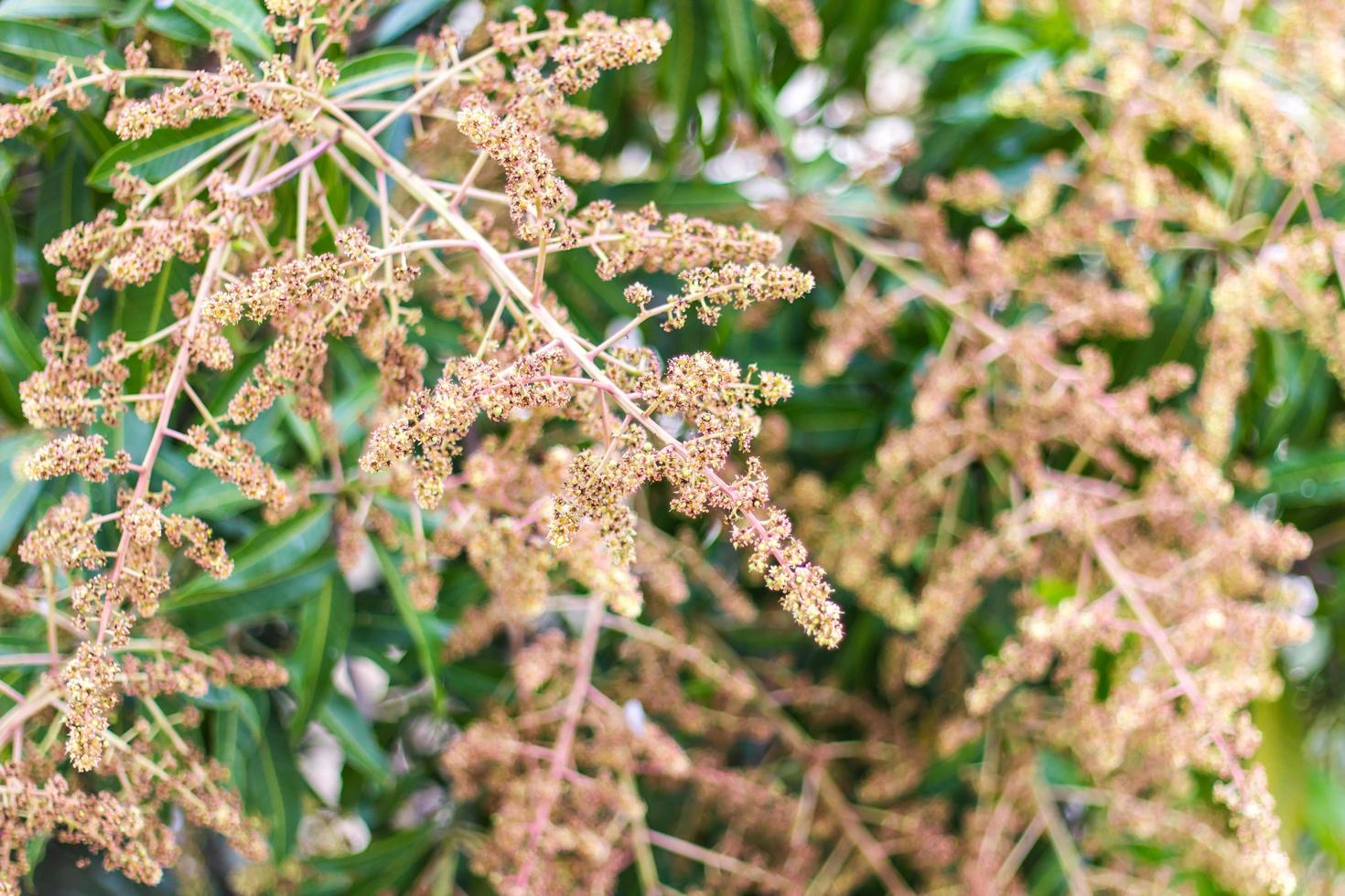Close-up bouquet of mango. photo