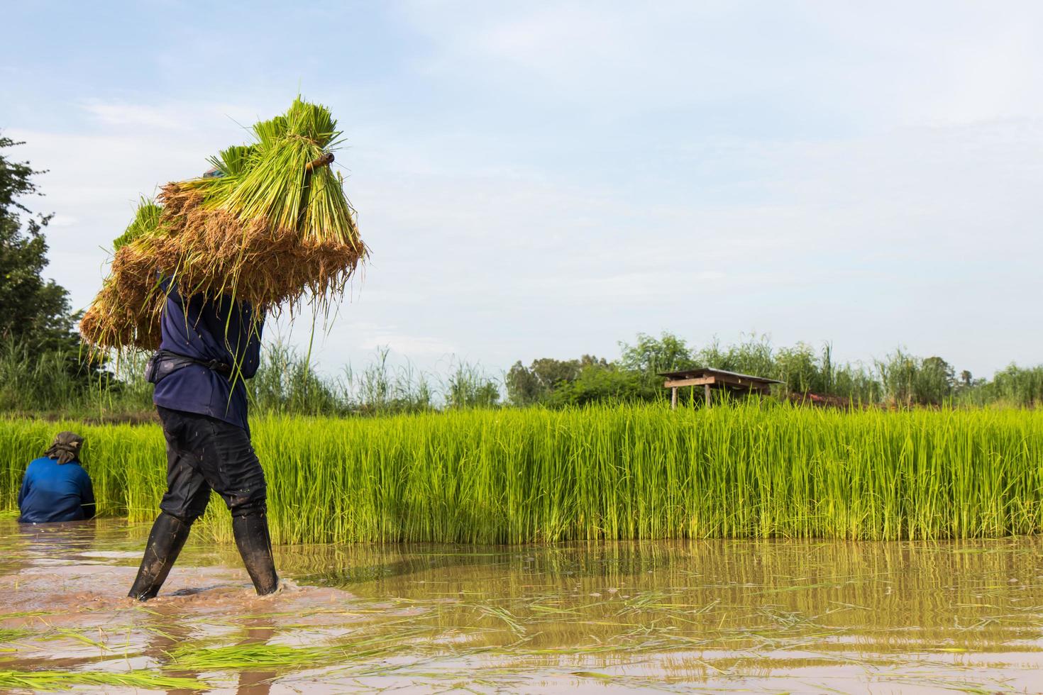 Carrying rice seedlings. photo