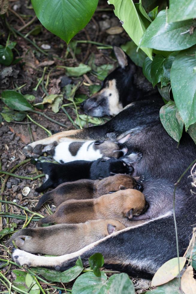 Puppy milk asleep. photo