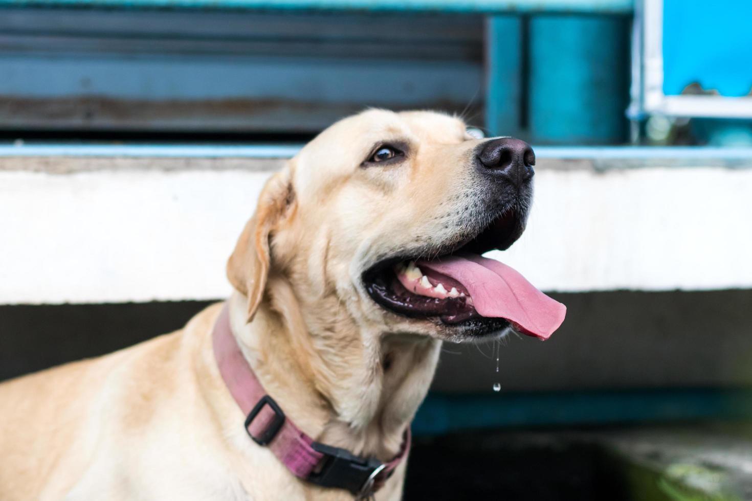 Labrador looked and tongued. photo