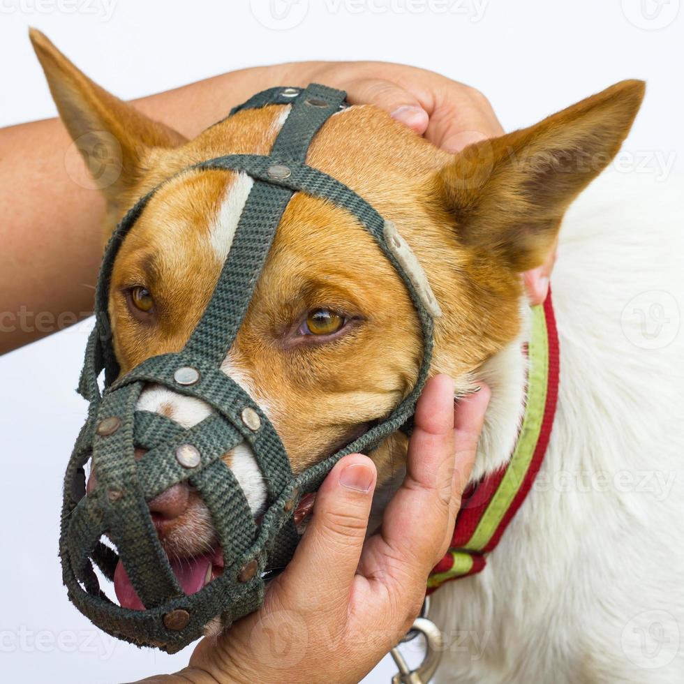 Hand to mouth muzzle dog. photo