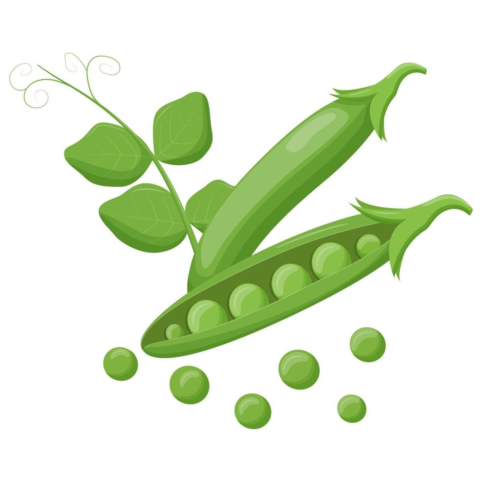 Cute green pea isolated on white background. Vegetarian food. Flat vector illustration