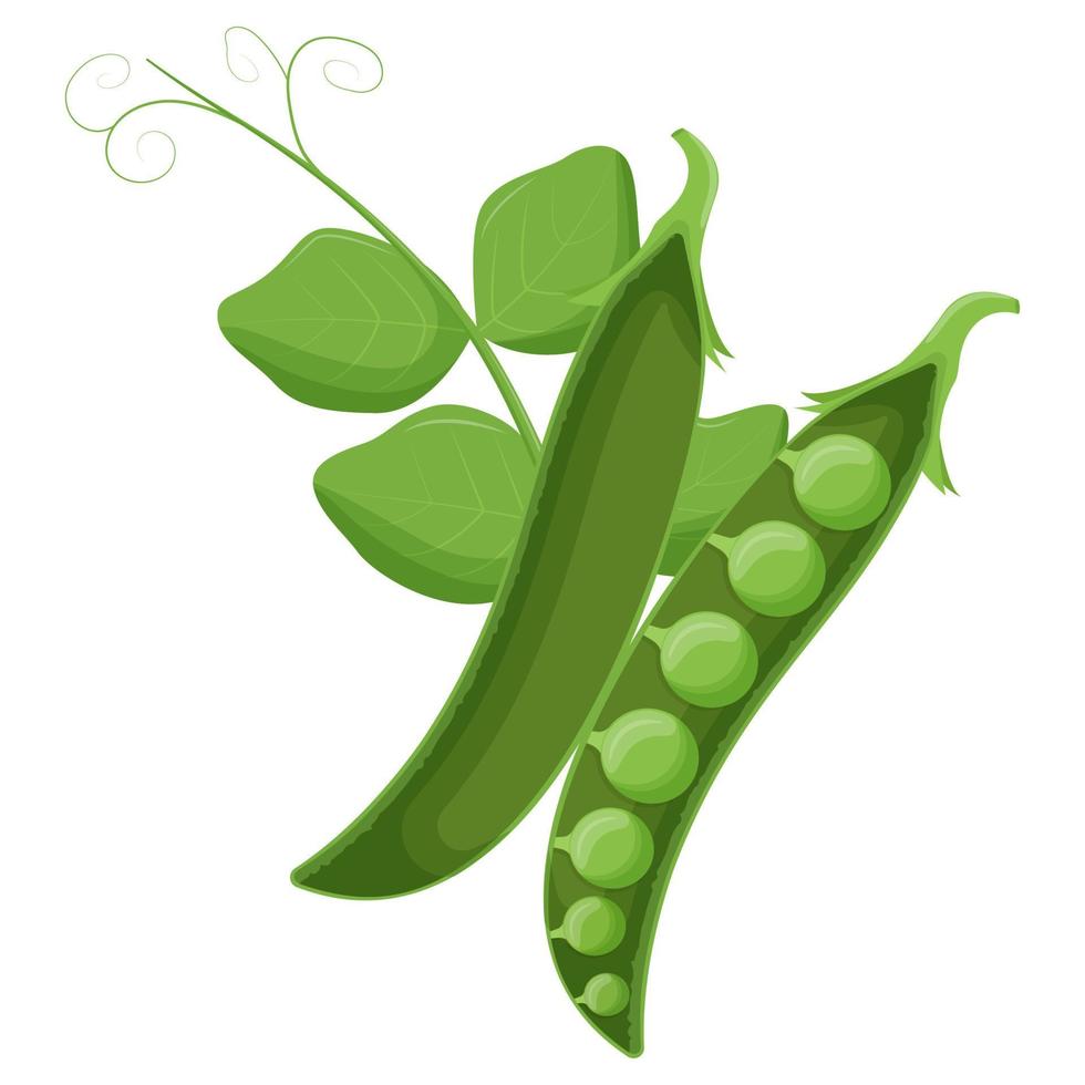 Cute green pea isolated on white background. Vegetarian food. Flat vector illustration