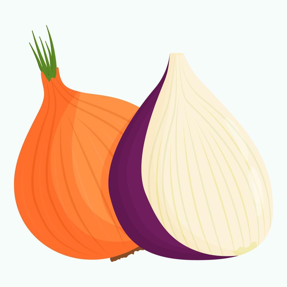 Whole onion isolated on background. Flat vector illustration