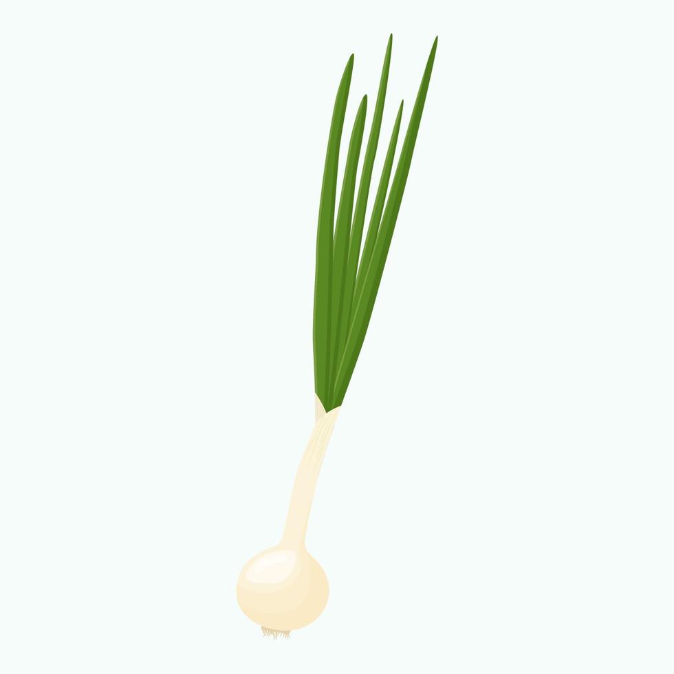 Whole green onion isolated on background. Flat vector illustration.