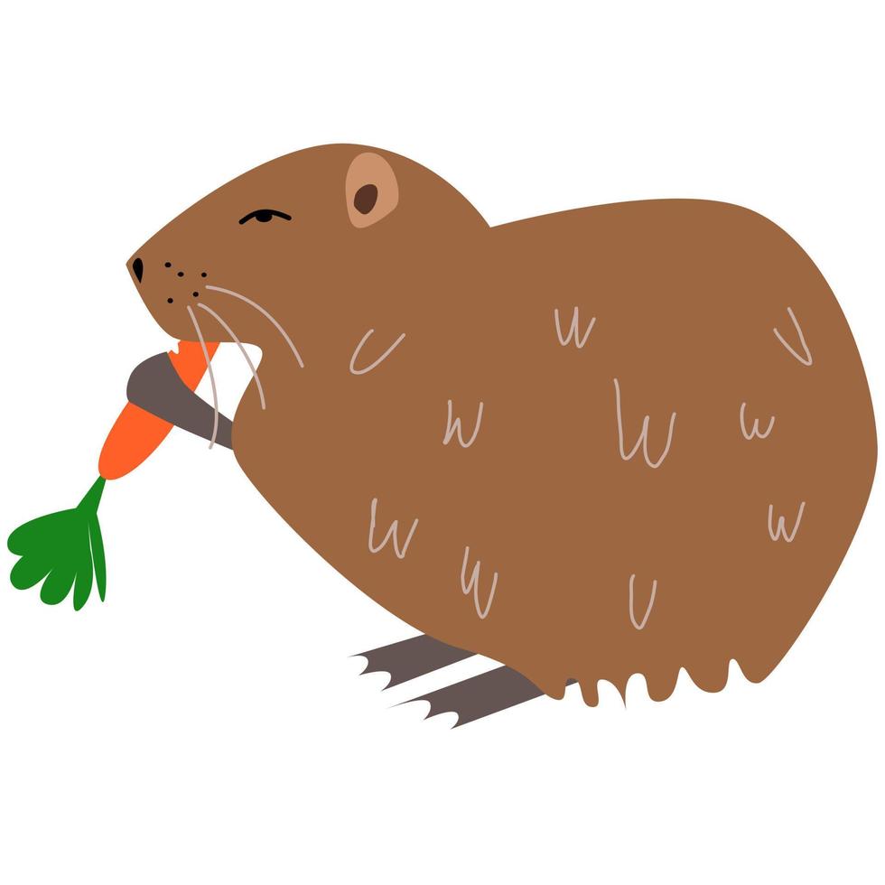 Vector illustration of nutria in a flat style