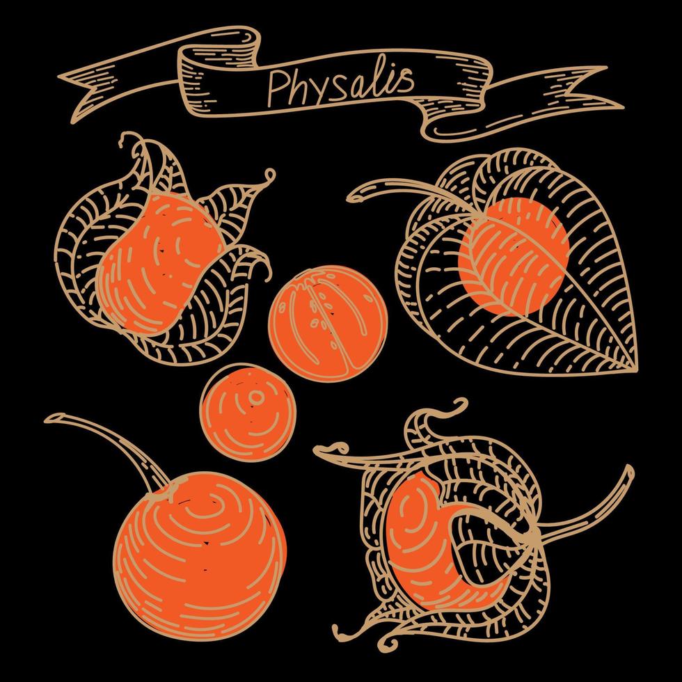 bayas de physalis naranja dibujadas a mano en estilo boceto. physalis, bayas cortadas, aisladas sobre fondo negro en color. gran conjunto de physalis. ilustración vectorial de physalis, bayas. dibujo lineal vector