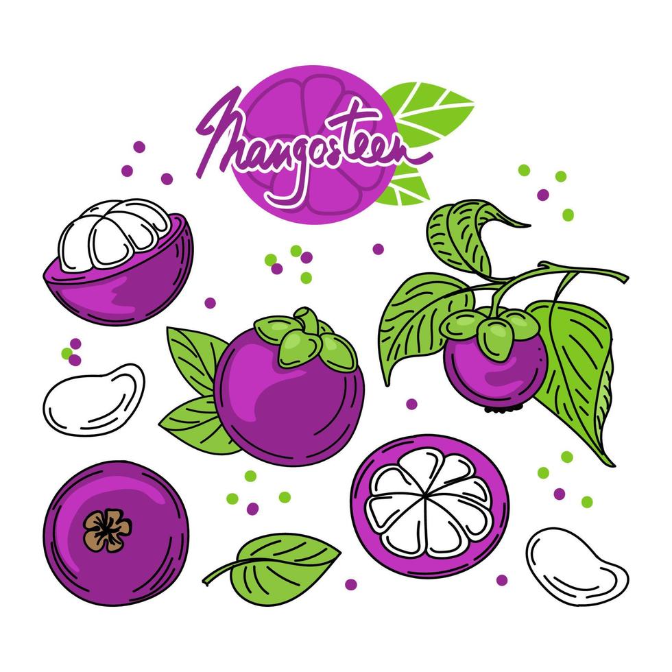 A set of mangosteen fruits and leaves, hand-drawn sketch-style doodle elements. Mangosteen in cut and branch Exotic fruit. Thailand. Vector illustration
