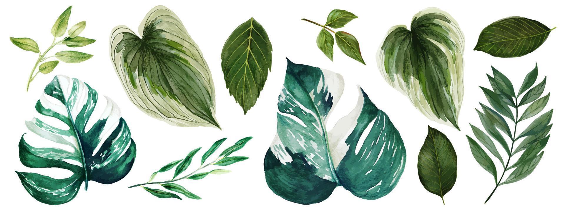 hojas de monstera, colección de vegetación brillante acuarela, ilustración vectorial dibujada a mano. vector