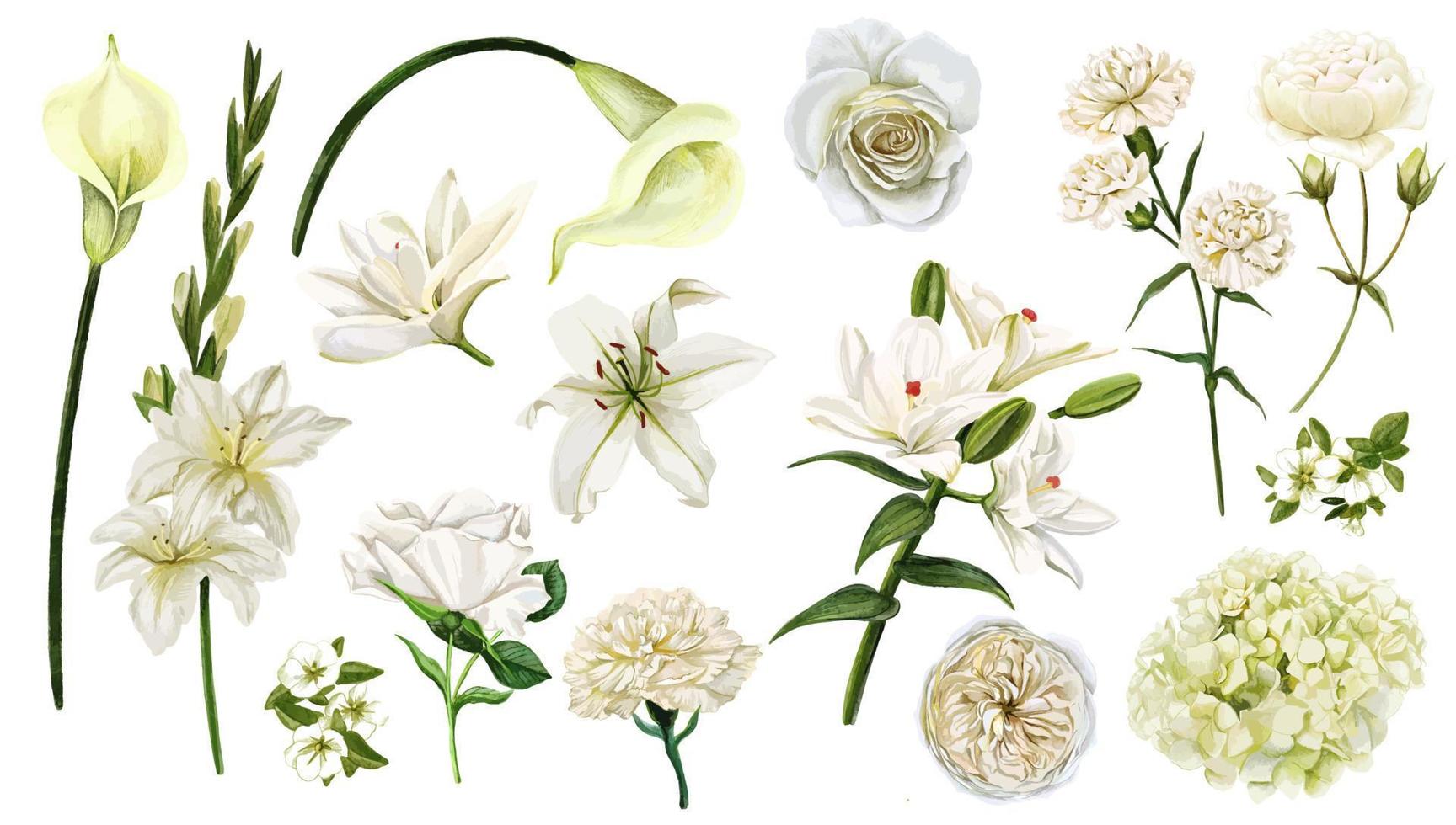 conjunto de flores blancas, acuarela dibujada a mano ilustración vectorial vector