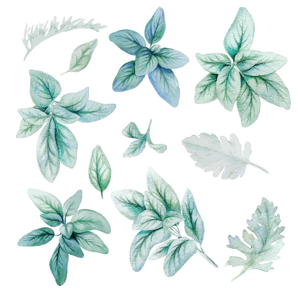 Silver flora, lamb ears leaves, Watercolor bright greenery collection, hand drawn vectorillustration. vector