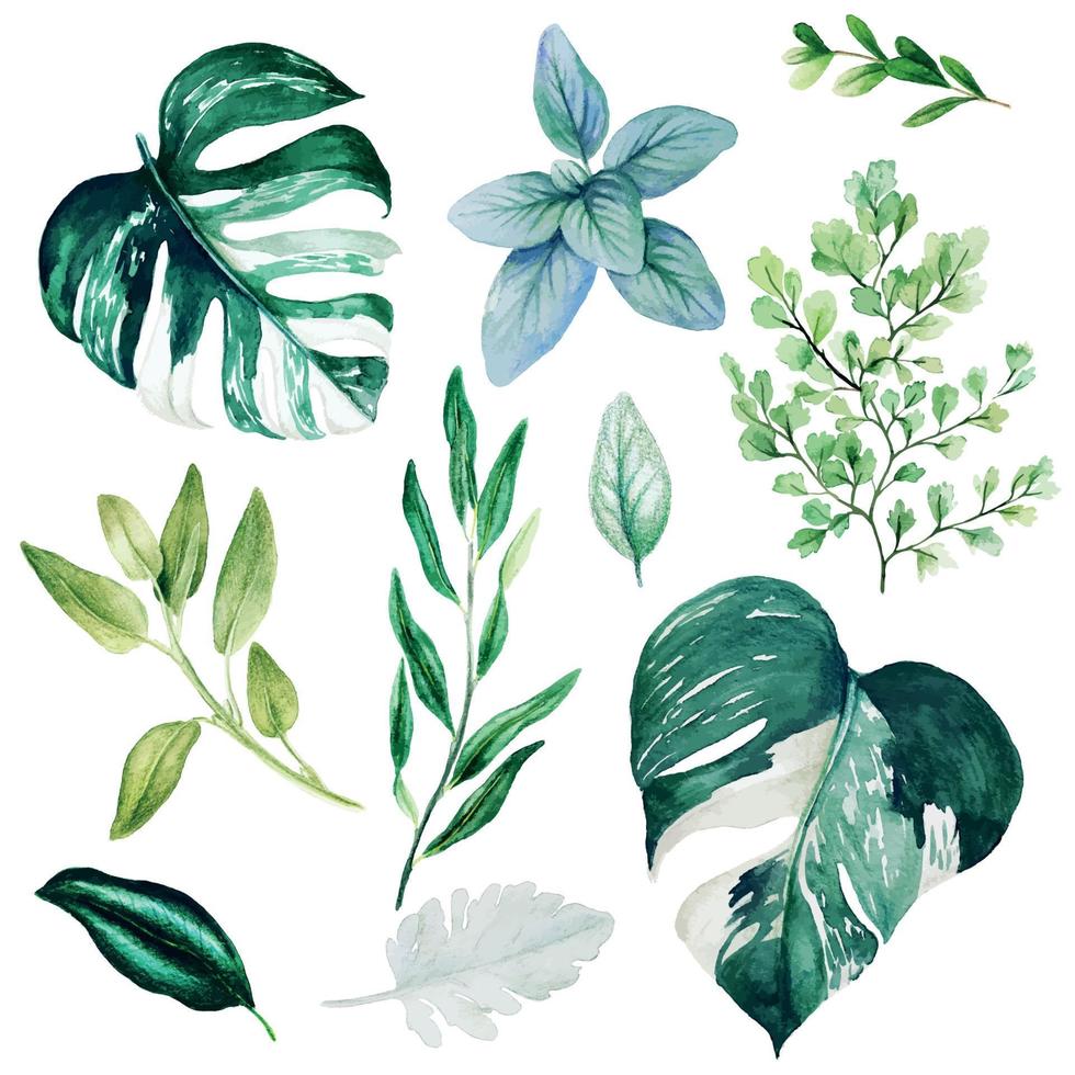 Monstera leaves and adiantum, Watercolor bright greenery collection, hand drawn vector illustration.