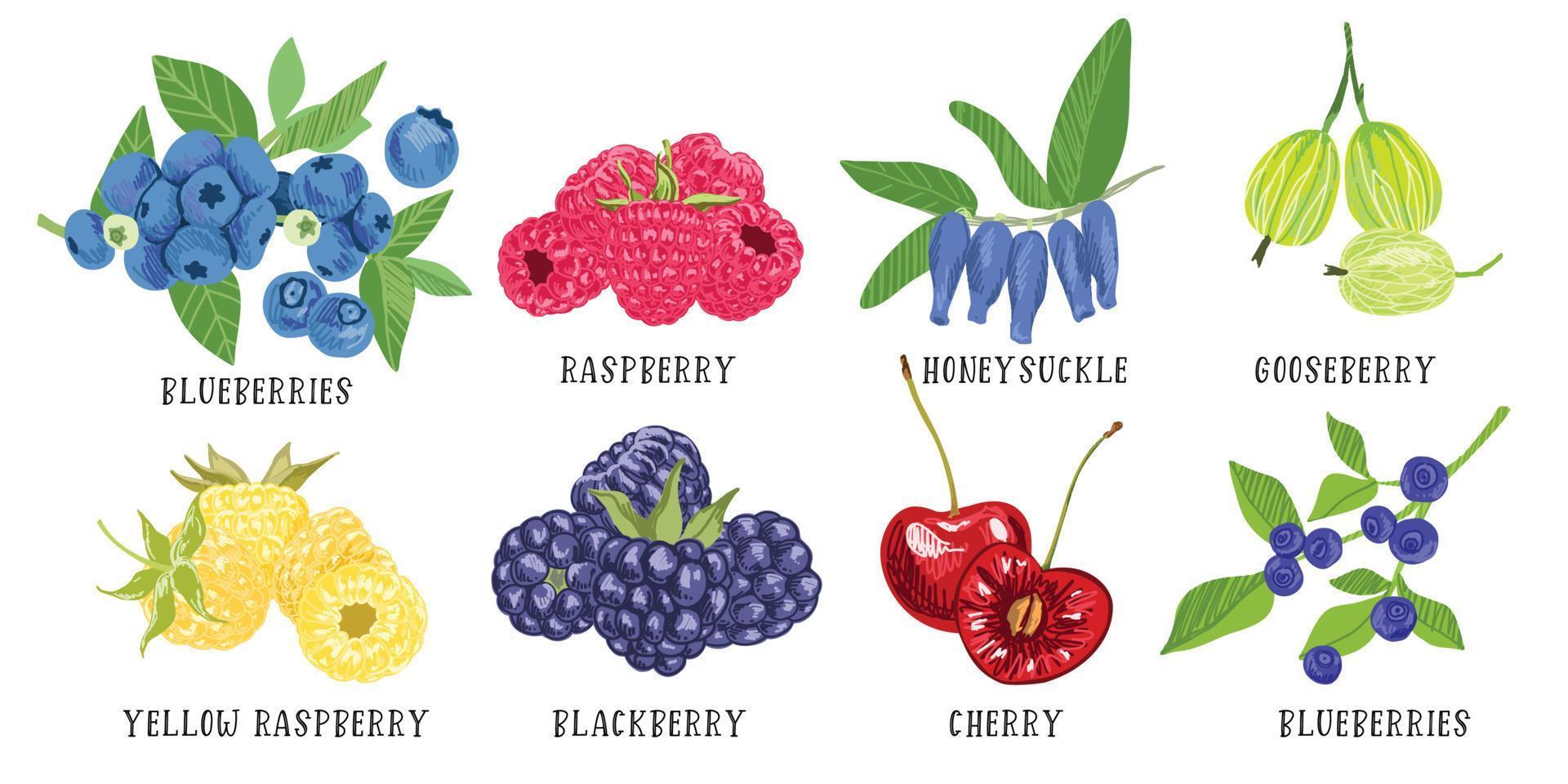 Set of garden berries, blueberry blackberry raspberry vector