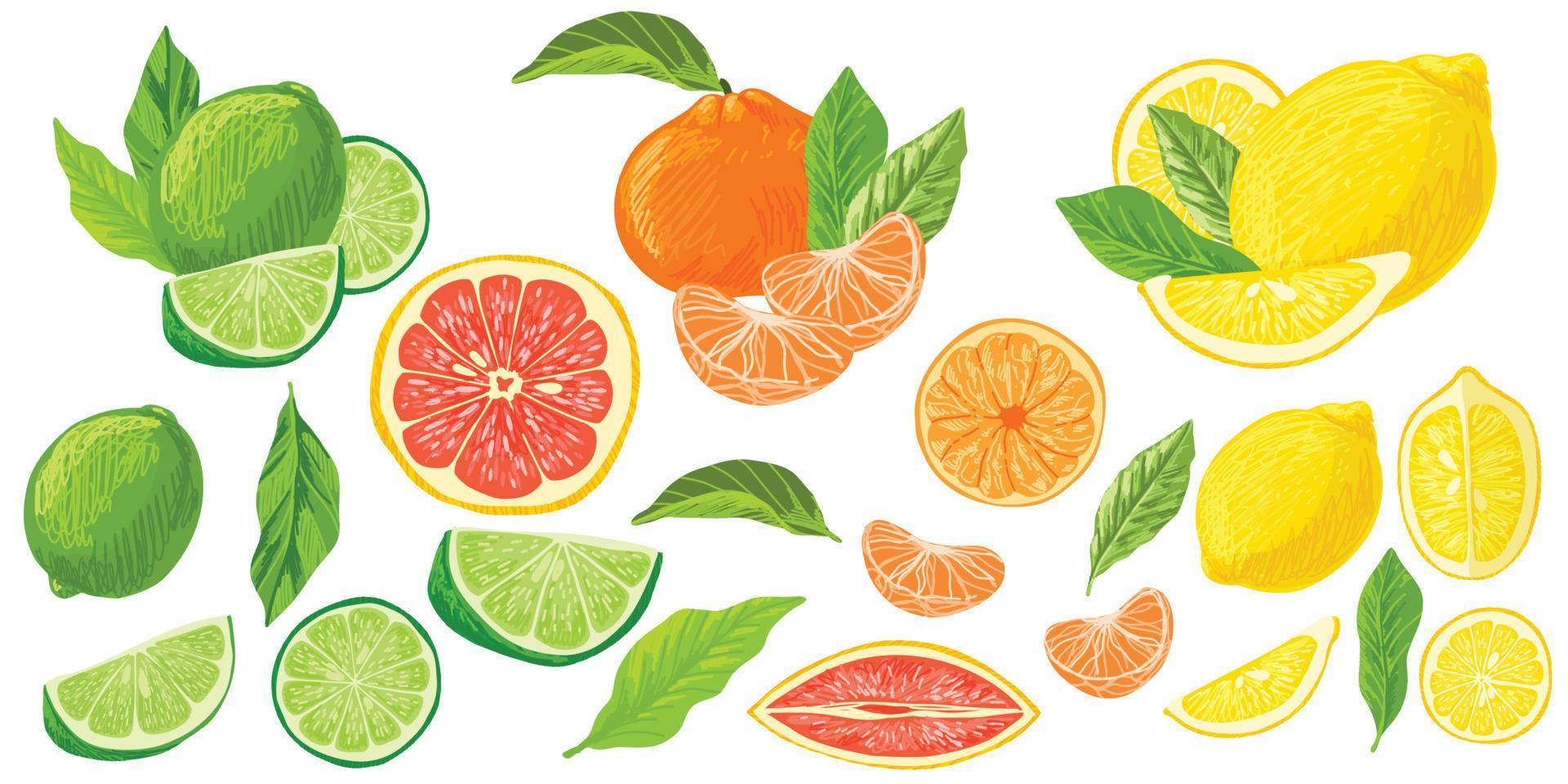 Citrus fruits collection, lemons grapefruits and limes vector