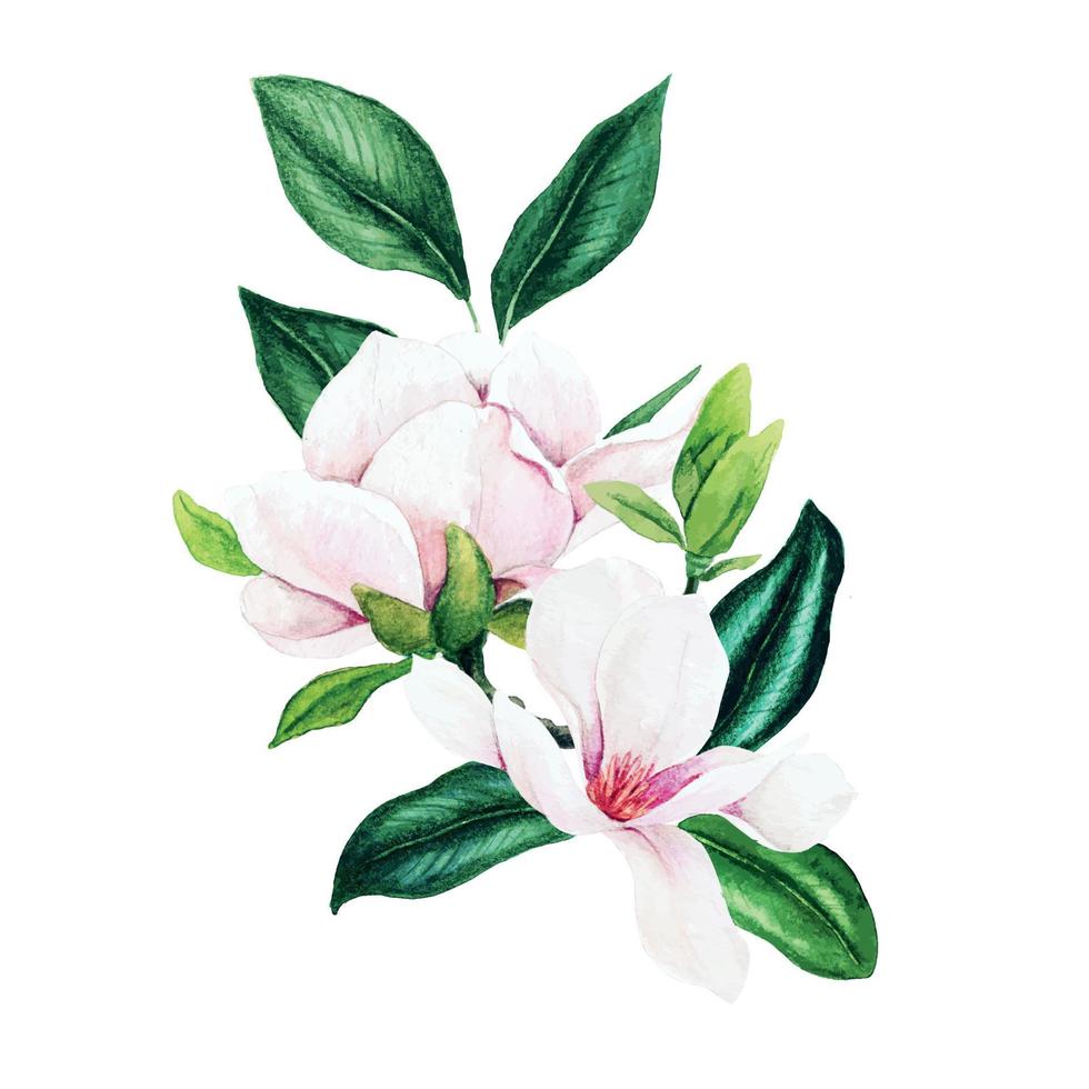 Magnolia and leaves, bright watercolor bouquet, hand drawn vector illustration