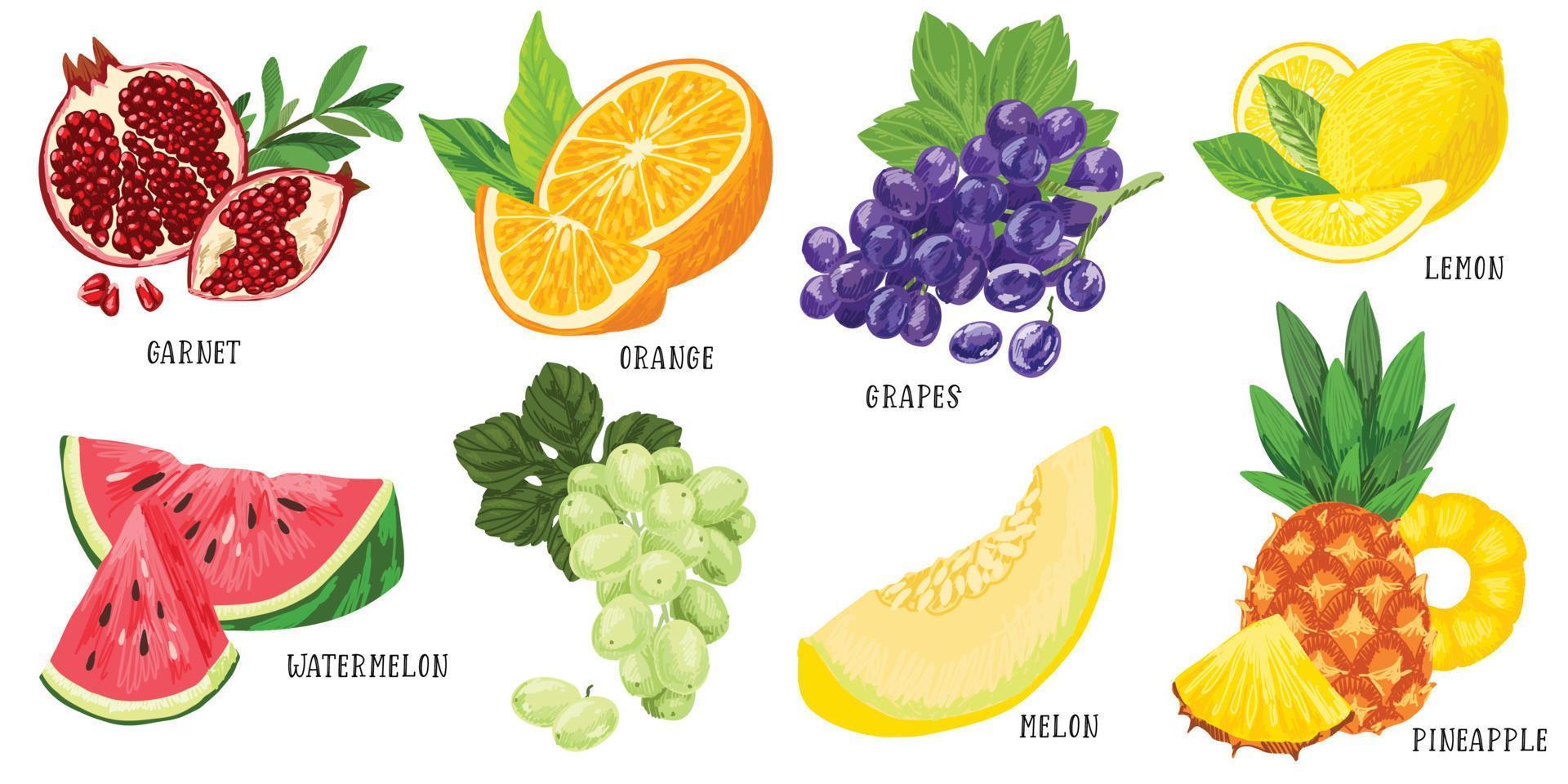 Mix Fruit Vector Art, Icons, and Graphics for Free Download
