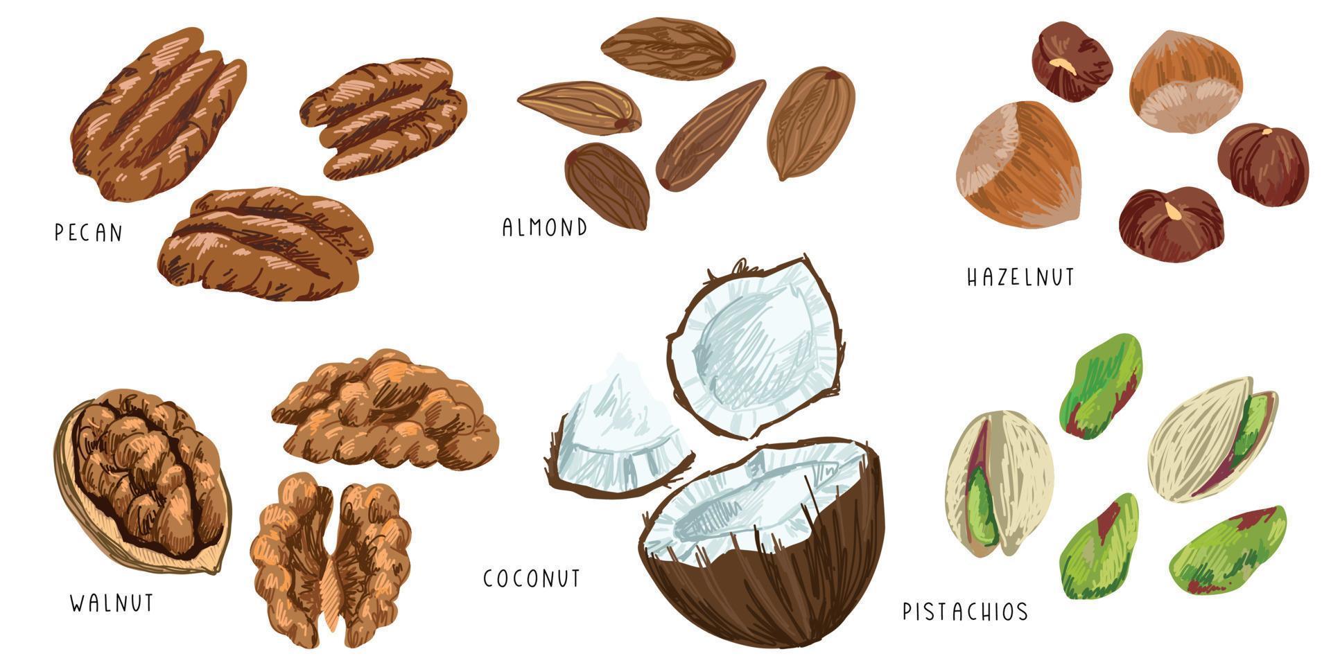 Set of vector nuts, pecan hazelnut almond walnut