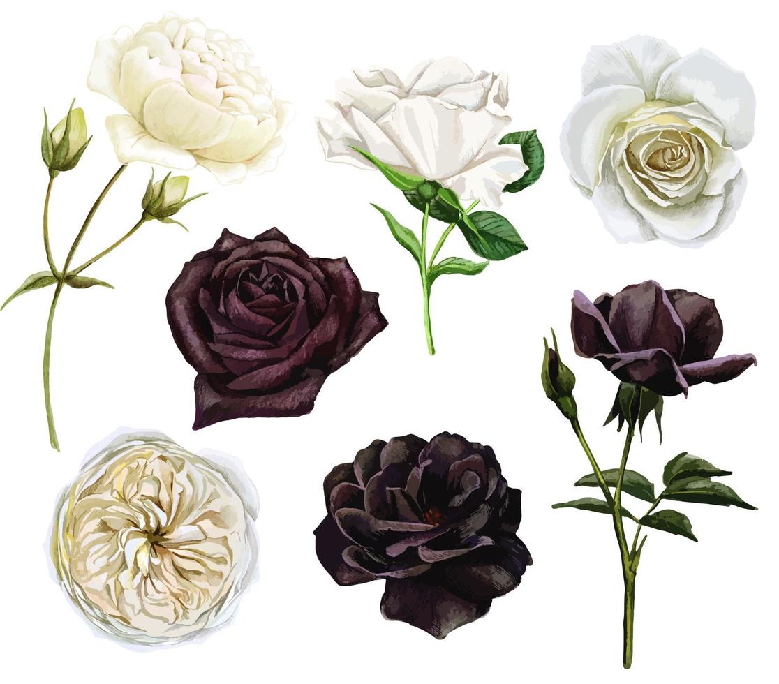 conjunto de rosas blancas y negras, ilustración vectorial dibujada a mano con acuarela, elementos de diseño funerario vector