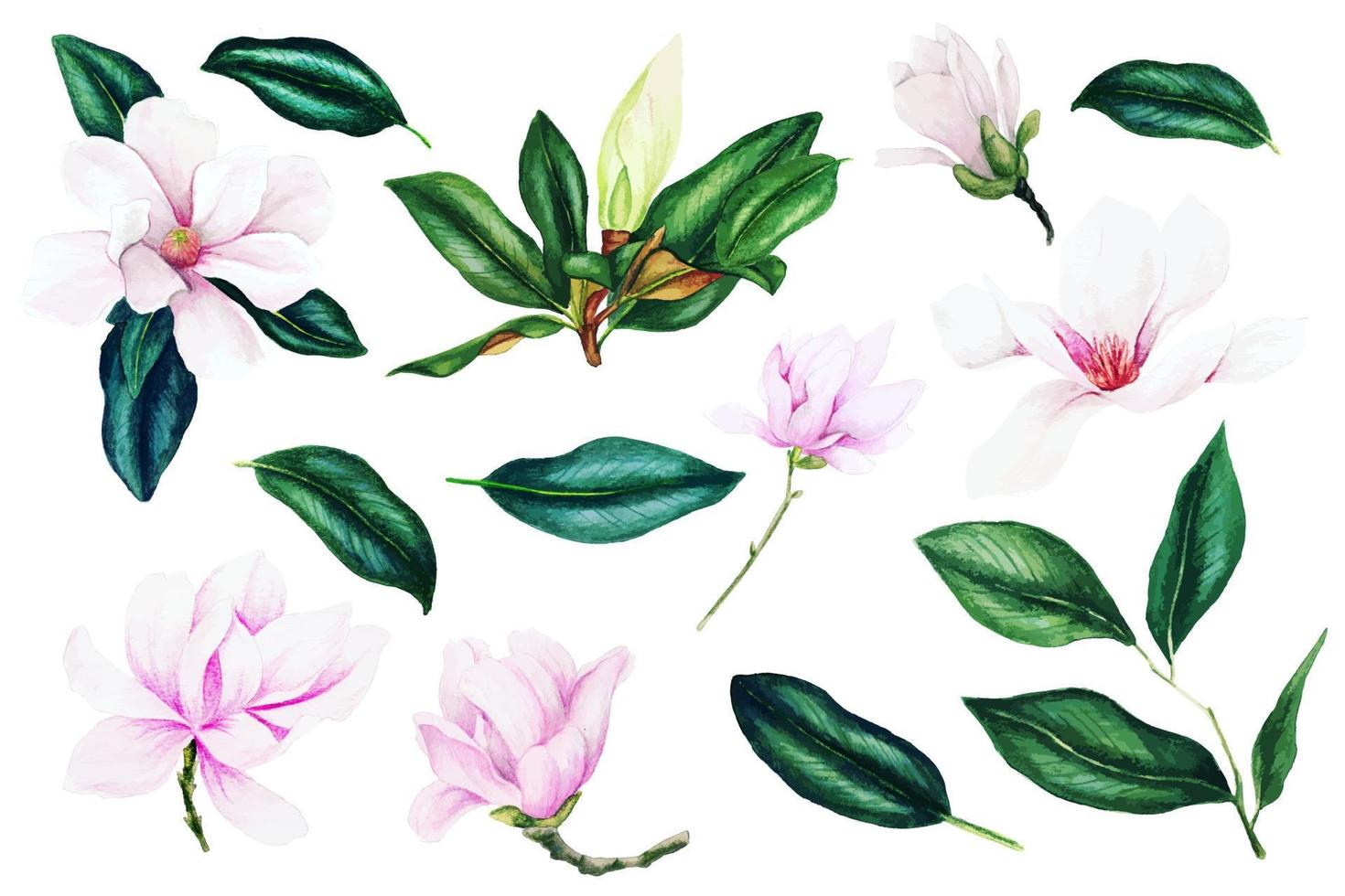 flores y hojas de magnolia rosa claro, colección de acuarelas, ilustraciones vectoriales dibujadas a mano, elementos de diseño. vector