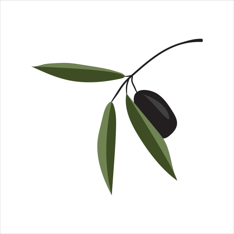 ilustración vectorial de rama de olivo vector