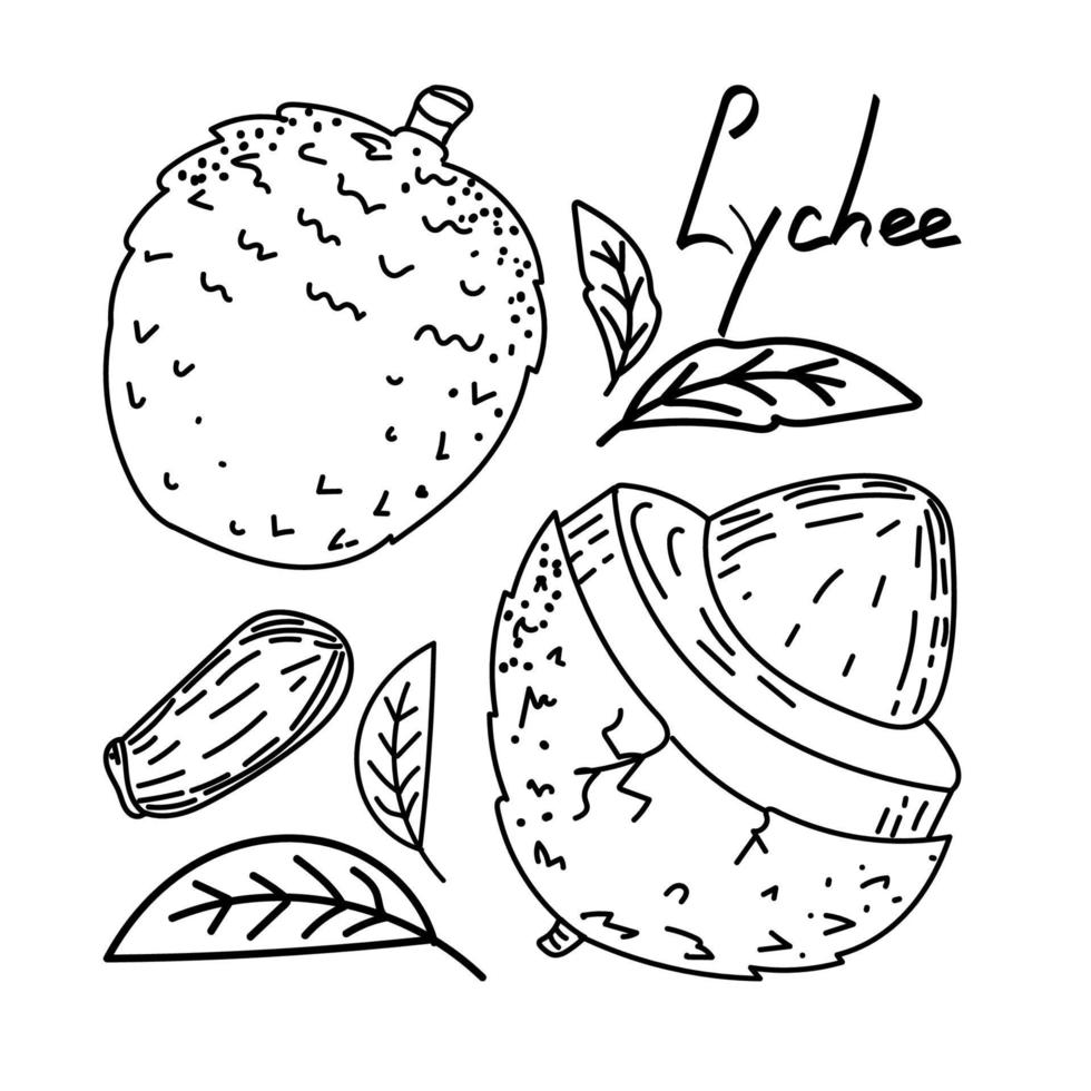 Exotic hand-drawn lychee fruit in sketch style. Lychee, isolated on white background in color. Fruit. Vector simple illustration