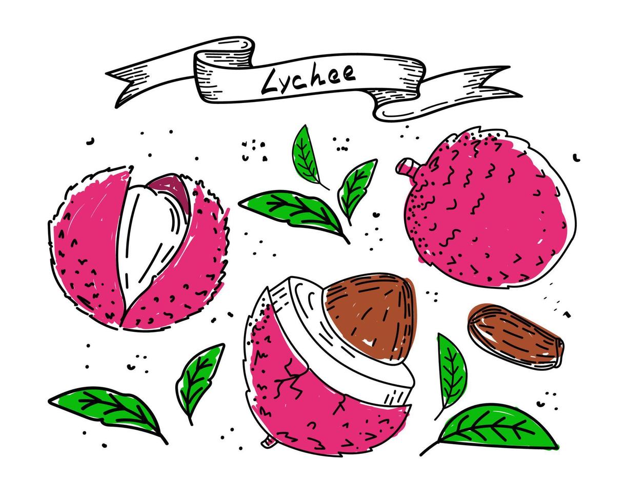 fruta de lichi, garabato estilo boceto dibujado a mano. lichi, semillas y hojas, aislado sobre fondo blanco en color. Fruta. ilustración vectorial sencilla vector