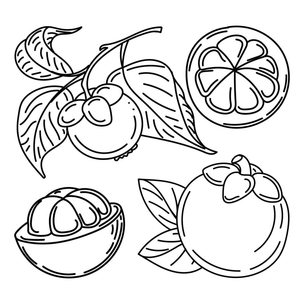 Set of mangosteen fruits and leaves, hand-drawn doodle elements in sketch style. Exotic fruit. Thailand. Vector illustration