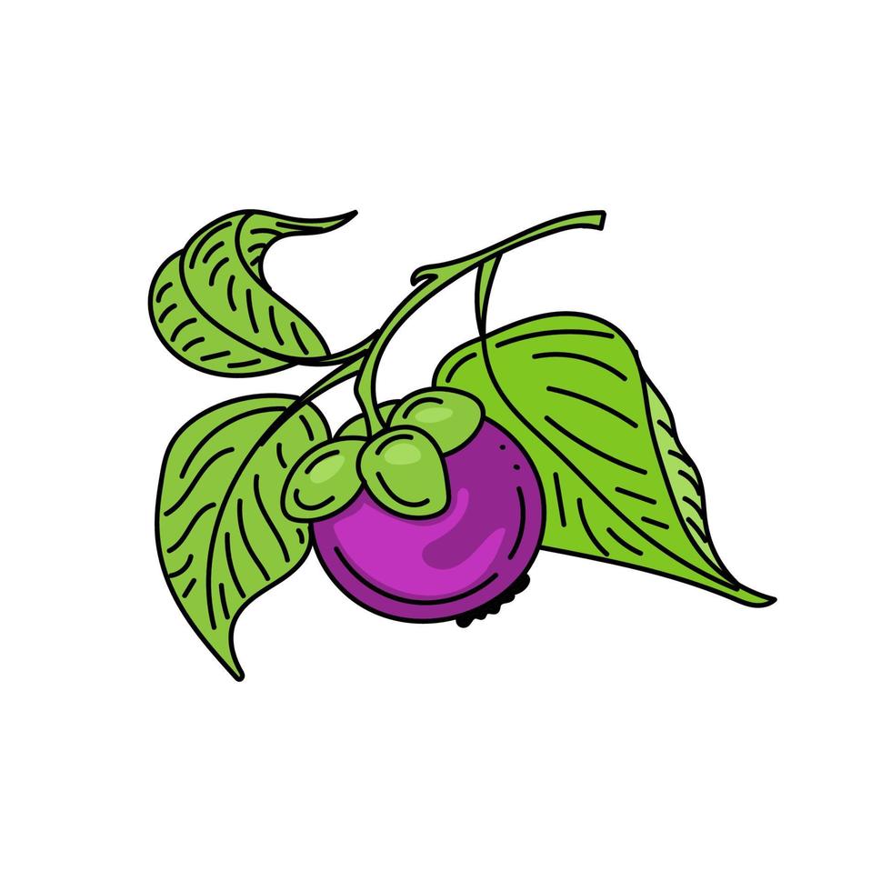 Bright mangosteen fruit on a branch, hand-drawn sketches with doodle elements. Fruit with leaves. Mangosteen. Exotic fruit. Thailand. Vector illustration